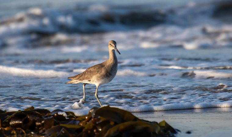 'İklim değişikliği' deniz kuşlarının varlığını tehdit ediyor