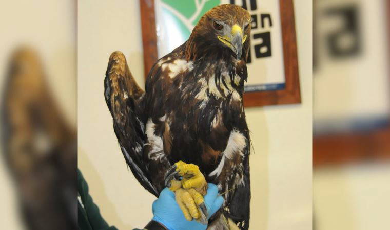 Tüfekle vurulup kanadını kaybeden 'kaya kartalı', Engelli Kuşlar Barınağı'nda