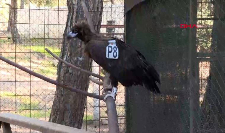 Nesli tükenmekte olan Kara Akbaba tedavi altında