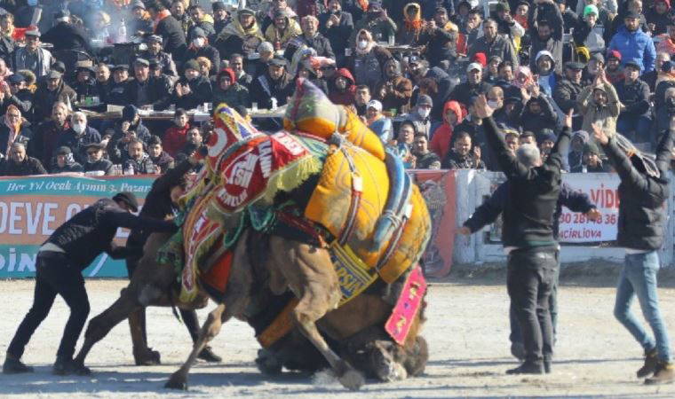 "Deve güreşlerinin Kırkpınar’ı" Efes Selçuk Deve Güreşleri başlıyor!