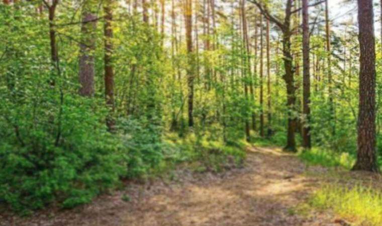 Sağlık memuru ormanlık alanda ölü bulundu