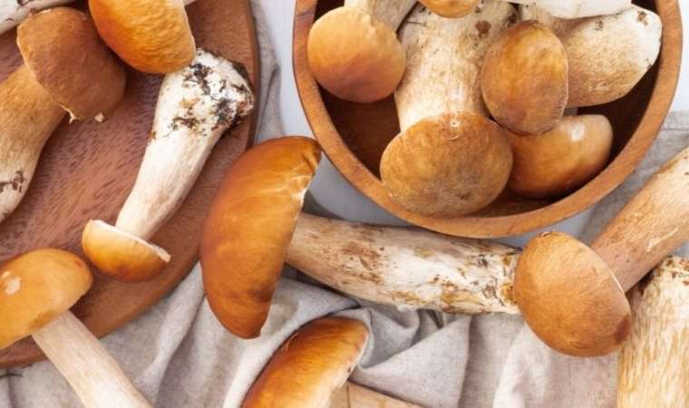 Çörekle karıştırabilirsiniz: Pek bilinmeyen mantarlardan biri adeta çöreğe benziyor...