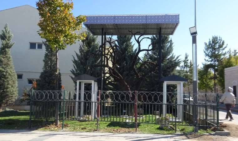 'Şehitler Ağacı'ndan künye çalmışlardı... Anne ile oğlu hakkında karar verildi!