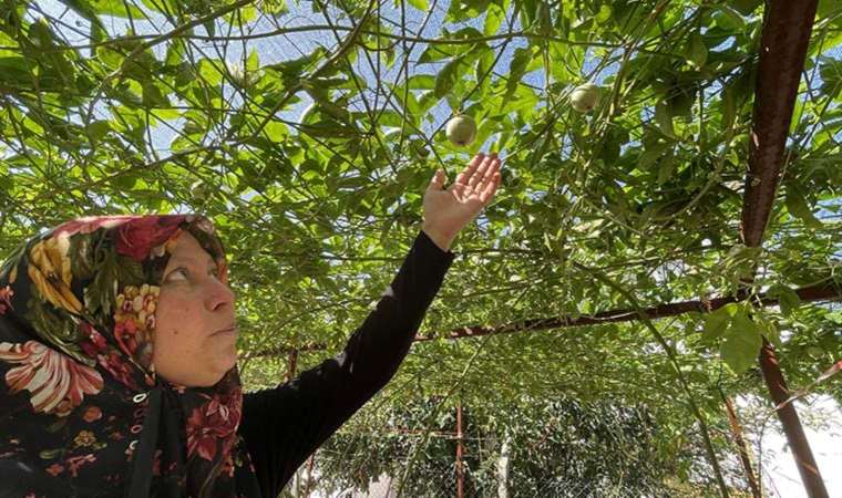 Evlerinin önüne kurdular, artık tek gelir kaynakları oldu: İlk hasatta 2 tondan fazla ürün...