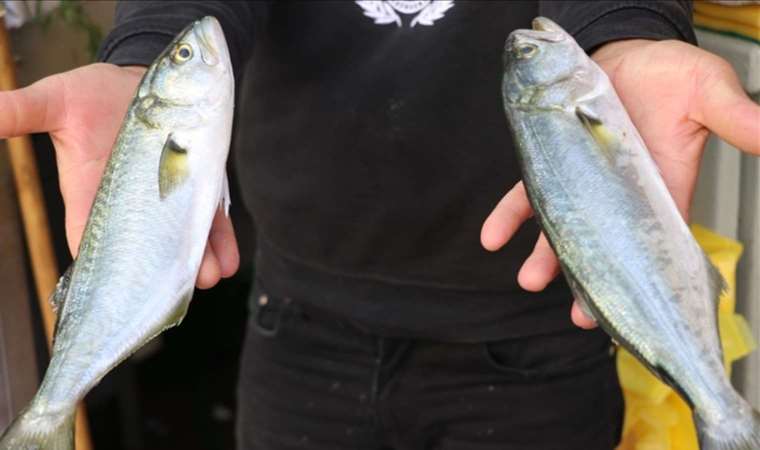 'Denizlerin prensi' tezgahları coşturdu: Fiyatı yarı yarıya düştü