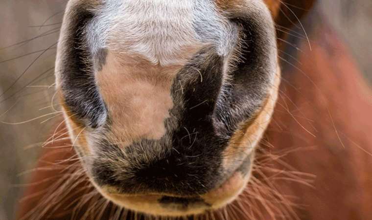 Kokumuz duygularımızı ele veriyor