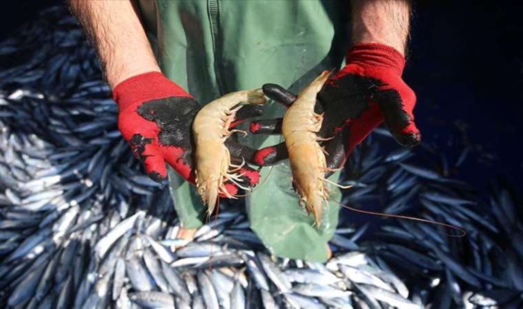 Bolluk fiyatlara da yansıdı! Kilosu 600 liraya düştü