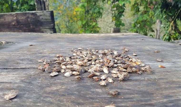Karadeniz'de 'istilacı böcek' alarmı: Bir çifti 14 bin yumurta bırakıyor!