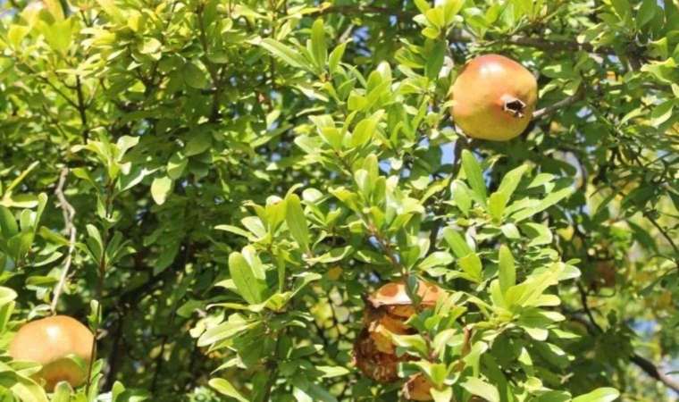 Eşi benzeri yok: Adana'da hasadı başladı! Bahçede kilosu 25 TL