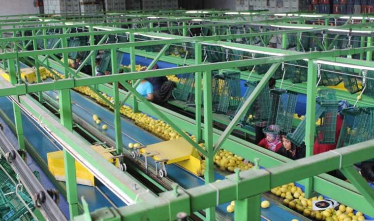 Mayer, enter donat, kült... Kozan'da yetişiyor, Almanya'ya gönderiliyor!