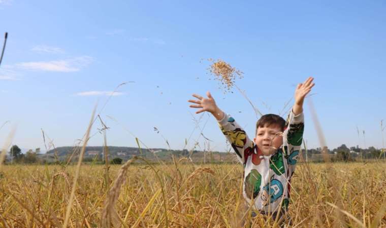 Samsun'da çeltik bereketi: 142 bin 480 ton hasat...