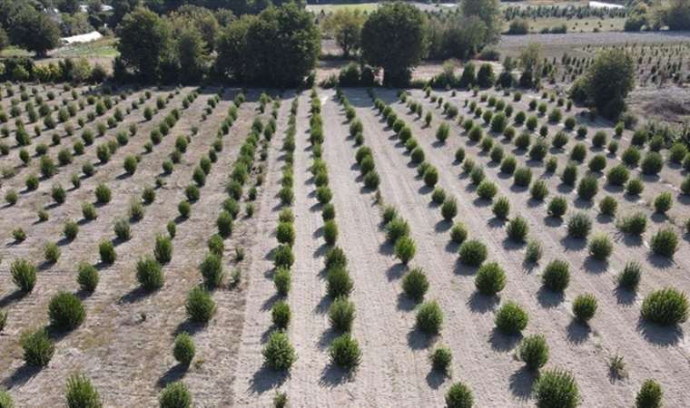 Ücretsiz dağıtılmıştı, şimdi köyün gelir kaynağı...