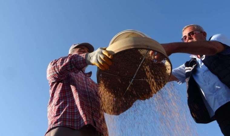Manavgat'ın tescilli lezzeti 'altın susam'da hasat zamanı: Kilosu 85 TL