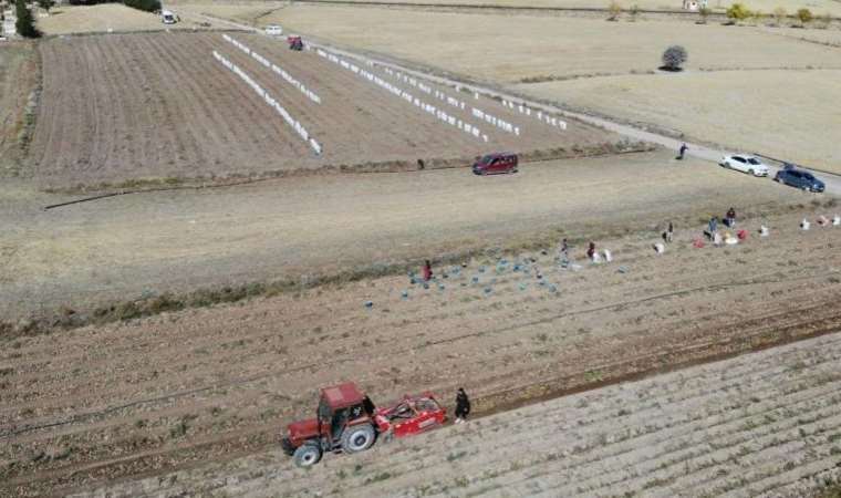 Kışlık patates hasadı başladı: Markette 3 katı...