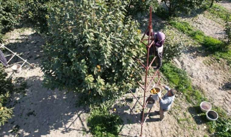Denizli'de hasadı başladı! 20 tona yakın hasat edilmesi bekleniyor: Kurutulduğunda fiyatı 10 katı artıyor..