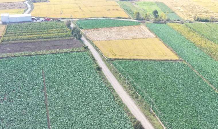 Samsun'da hasat başlıyor: Antioksidan deposu, kilosu 20 TL