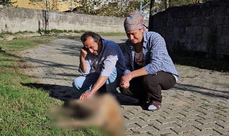 Evinin bahçesinde baktığı köpekler darbedilip, öldürüldü!