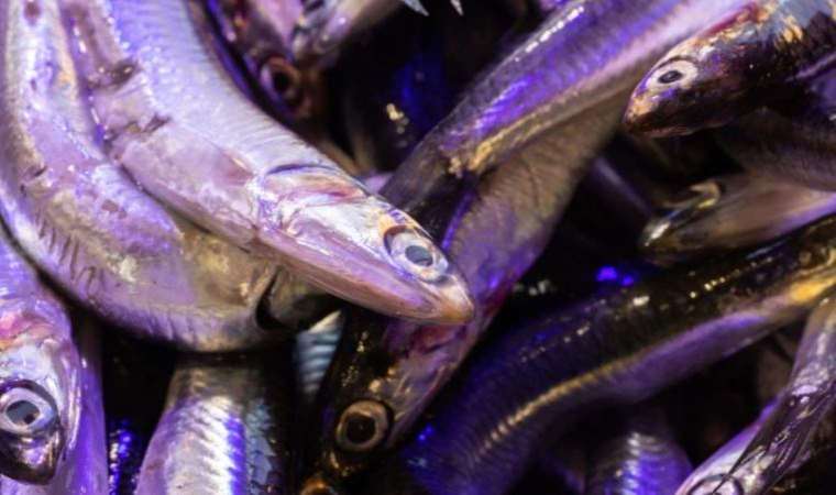 Hamsinin fiyatı 'hava'ya bağlı: Kilosu 80 TL'ye çıktı