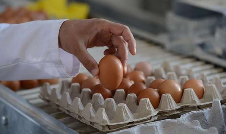 Rekabet Kurulu'ndan yumurta üreticisine 'kartel' cezası
