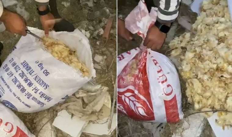 Ağzı bağlı çuvallarda 600 ölü civciv bulundu