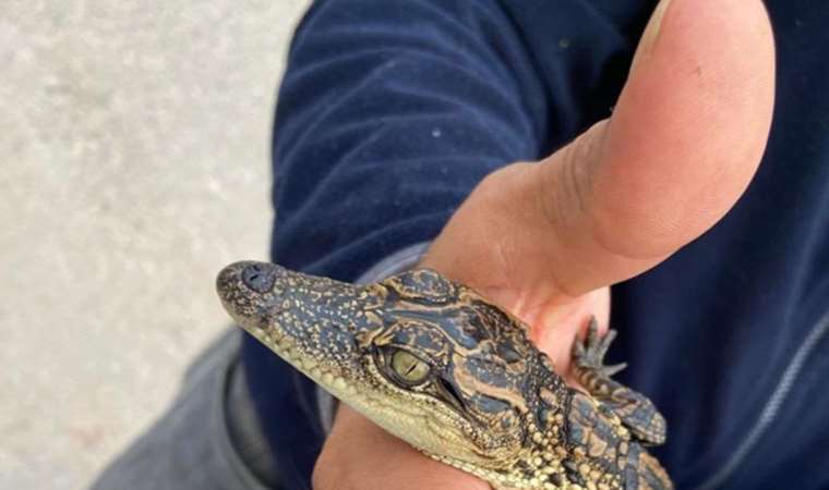 Ataşehir'de evinde Nil timsahı besleyen şüpheli gözaltına alındı