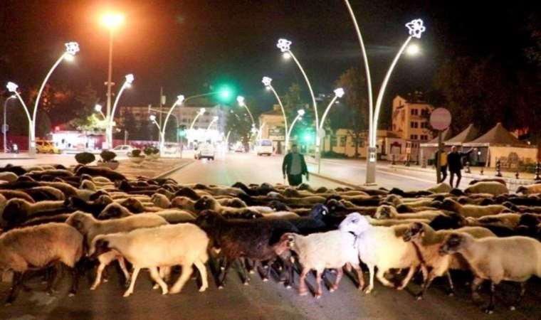 Koyun sürülerinin şehir macerası: Tokat'ta yayladan inme zamanı