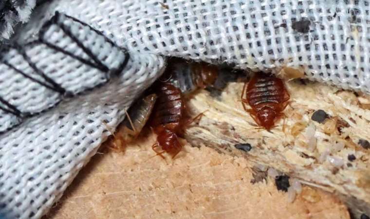 Fransa'da tahtakurusu krizi: 'Rusya' iddiası