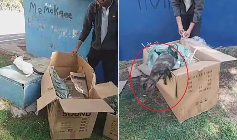 Kedileri poşete koydu, parka bıraktı!