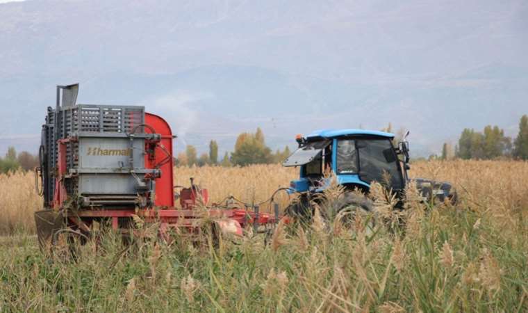 Munzur Dağı etekleri 1800 çiftçiye geçim kaynağı oldu! 227 bin tonluk bir üretim bekleniyor...