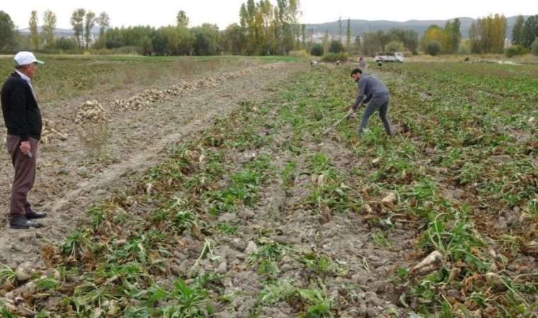Kütahya'da hasadı başladı: Tonu bin 855 TL