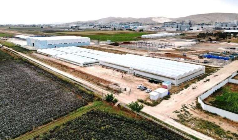Güney Amerika'dan sonra Şanlıurfa'da da üretiliyor