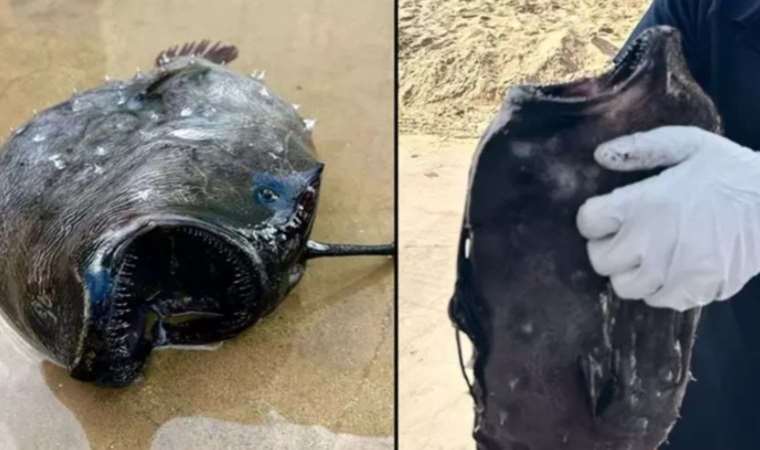 Derin deniz canavarı kıyıya vurdu: 'Karşı cinsi kölesi yapıyor...'