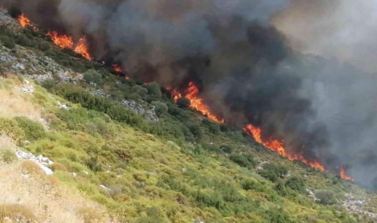 Son Dakika: Muğla’da orman yangını!