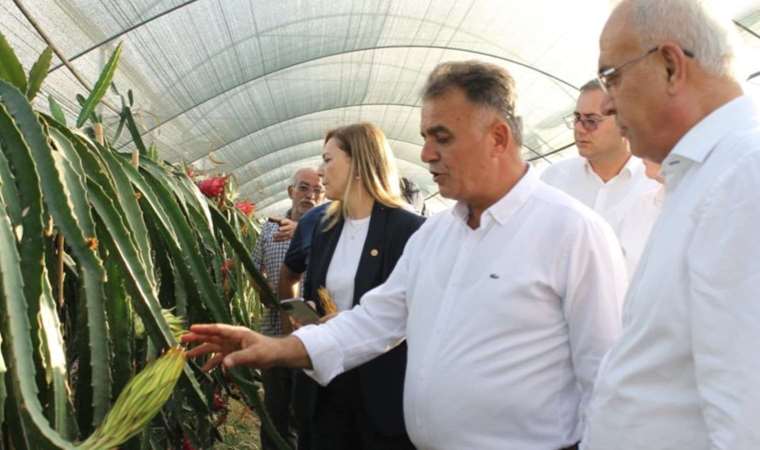 Narenciyenin merkezinde tropik ürün yetiştirdi, şimdi taleplere yetişemiyor