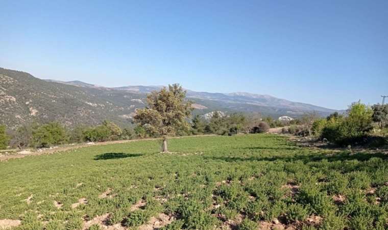 Denizli’de hasat bitti!  Tütüne alternatif olarak üretilmişti, umduklarını bulamadılar...