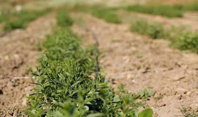 'Edirne kırmızısı' verimsiz arazilere can olacak