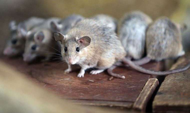 Fareler cirit atıyor