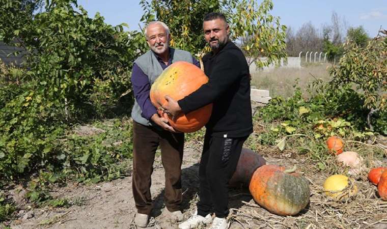 Hollanda'dan hediye gelen tohumları bahçesine ekti, ağırlığı 40 Kiloya ulaştı