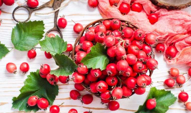 Alıç nedir? Alıç nasıl tüketilir?