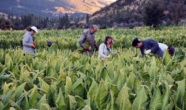 Çiftçinin 'kışı' başlıyor