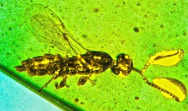 Gizemli antenleri olan yaban arısı 100 bin yıllık kehribarda bulundu