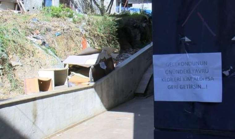 Kedinin yavruları alındı: Camiden bulunması için anonslu çağrı