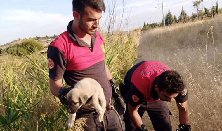 Kurtarılan yavru köpeklerin sevgi gösterisi yürekleri ısıttı