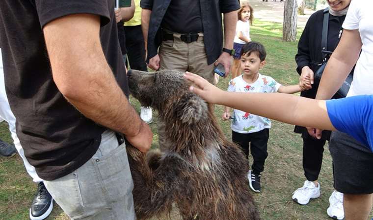 Yavru ayı Liva banyo yaptı, yurttaşlar ilgiyle izledi