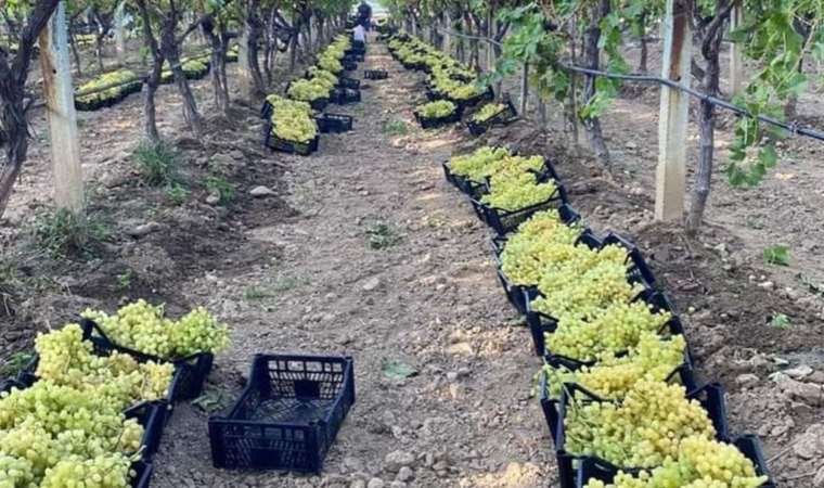 Manisa'nın bağlarında hasat devam ediyor: Avrupa ve Arap ülkelerine ihraç ediliyor