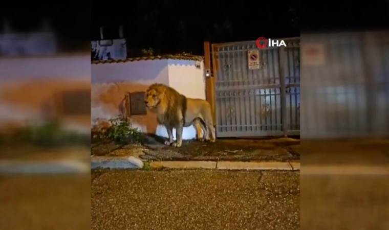 Aslan sirkten kaçtı: Sokaklarda dolaştı