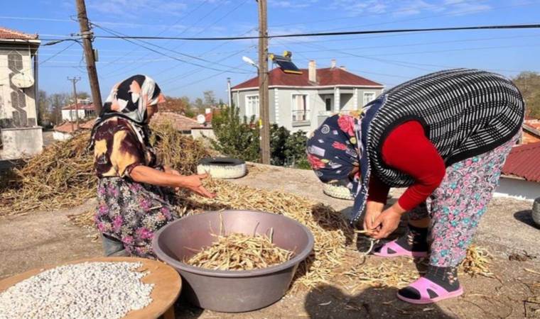 Edirne'de  zorlu hasat mesaisi başladı:  'Fakirin eti'