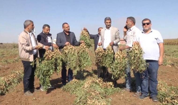 Harran Ovası'nda çiftçinin yüzü gülüyor:  Dönümde 500 kilo ürün