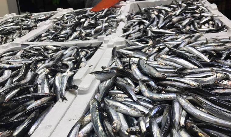 Hamside 'aşırı avcılık' ile yok olma tehlikesi