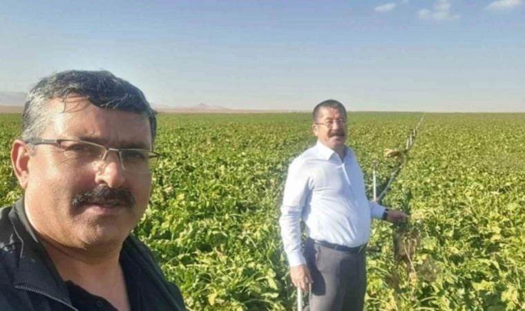 Konya'da mısır hasadı mesaisi: Çiftçiler mağdur